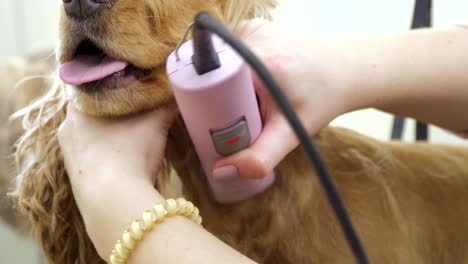 groomer shaves fur of cocker spaniel with razor