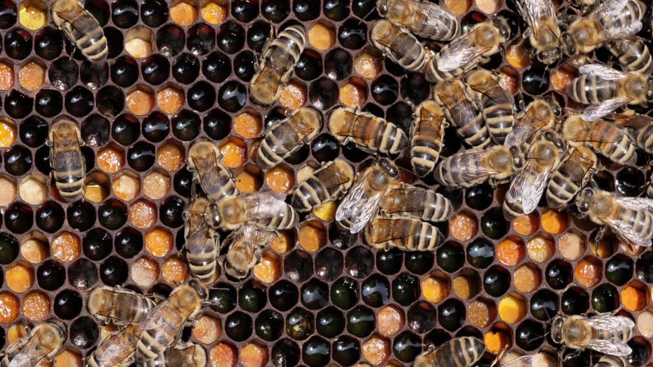 Honey Bees working on honeycomb close-up shot. Bees are best known to humans for their ecological roles as pollinators
