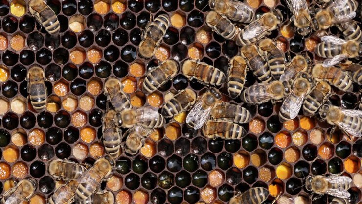 Honey Bees working on honeycomb close-up shot. Bees are best known to humans for their ecological roles as pollinators