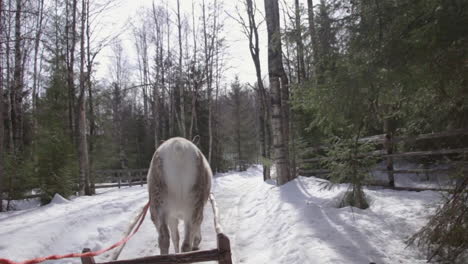 reindeer pulling a sled through a snowy forest trail during a daytime winter safari adventure