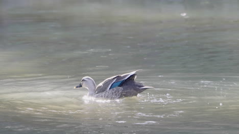 Una-Toma-En-Cámara-Lenta-De-Un-Pato-Oriental-Que-Aletea-Y-Sacude-El-Agua-En-Un-Estanque-En-Tokio,-Japón