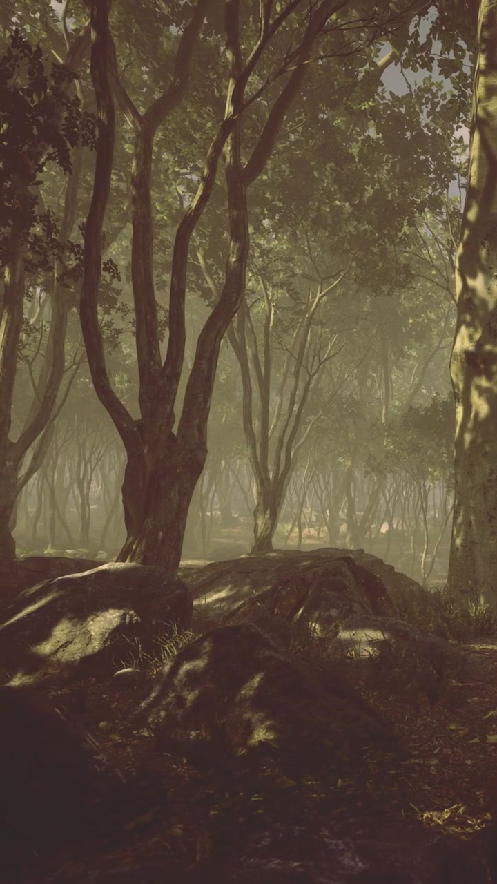 La luce del sole filtra attraverso gli alberi in una vasta area forestale durante il giorno
