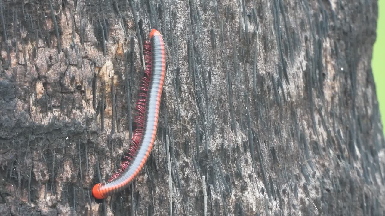 patas rojas de insecto caminando en el árbol