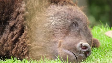 close-up of a sleeping brown bear