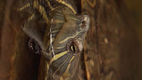 cabeza de tortuga en el agua