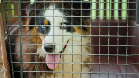 a sad dog sits in a small cage for transportation