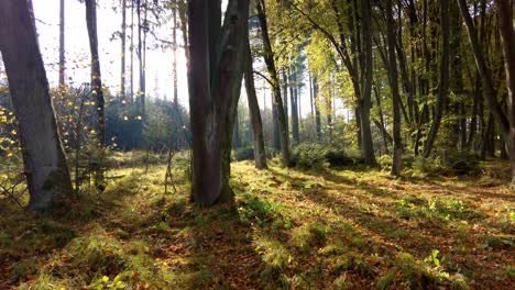 Astonishing-Green-Virgin-Forest-Landscape-In-Svitavy,-Czech-Republic,-Europe