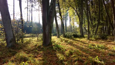 astonishing green virgin forest landscape in svitavy, czech republic, europe