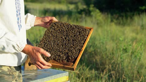 hand of beekeeper is working with bees and beehives on the apiary. bees on honeycombs. frames of a bee hive