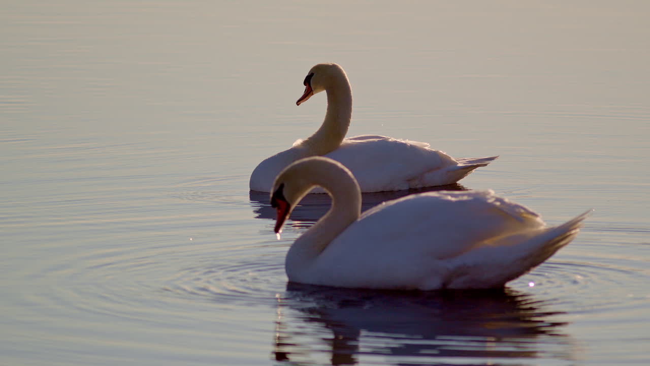 A cinematic lens on swan mating rituals at first light, in slow motion.
