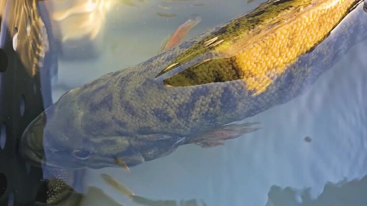 Persico trota che riposa vicino al bordo di una vasca per il vivo di una barca, con acqua limpida, ombre tenui, superficie grigia della vasca e conservazione del pescato per i pescatori d'acqua dolce
