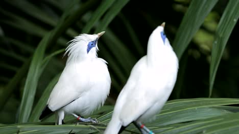 una pareja de pájaros bali myna