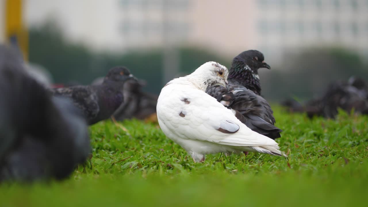 Nahaufnahme einer weißen Taube mit dunklen Sprenkeln, die stehend mit ihrem Schwarm auf grünem Rasen putzt. Weitwinkelaufnahme, selektiver Fokus