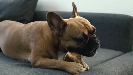 innocent french bulldog biting a dog bone on couch, closeup