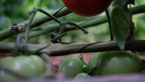 close-up of a farmer picking a ripe tomato