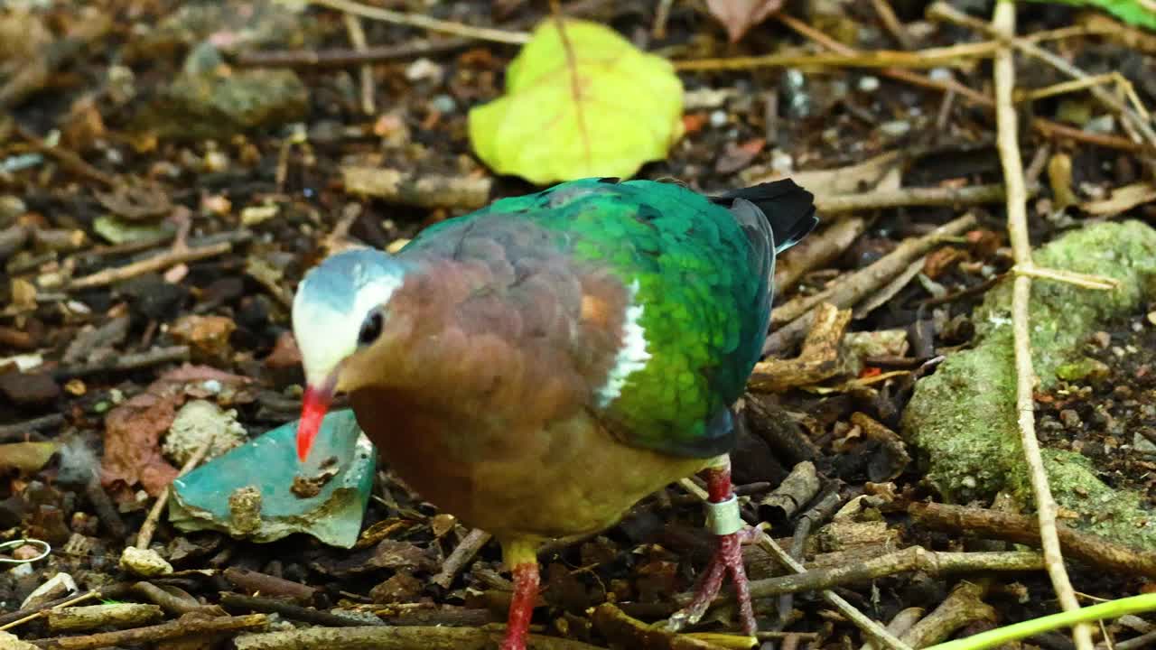 에메랄드 비둘기 가 숲 바닥 에서 먹이 를 찾고 있다