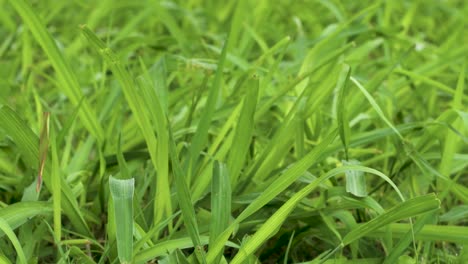 close-up view of fresh grass moving in the wind