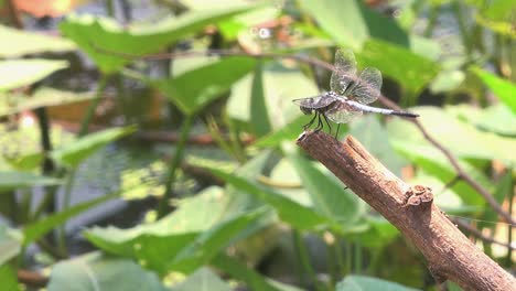 medium shot of dragonfly resting on tree branch