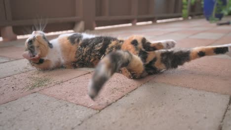 slow motion of cute calico cat blissfully rolling around in dried catnip