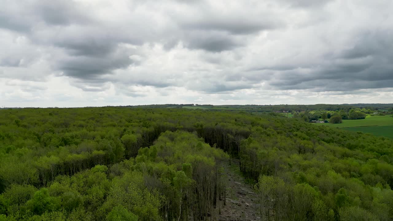Drone crane up shot showing deforestation in green British woodland area