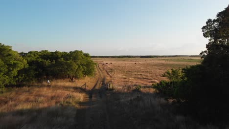 View-of-sunset-in-the-Argentinean-countryside-with-a-rural-road,-trees,-cows,-calves-and-bulls