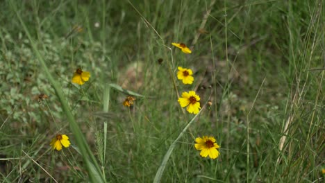 Flores-Amarillas-De-Semilla-De-Garrapata-De-Texas-Balanceándose-En-El-Viento-En-Un-Día-Soleado-En-El-País-De-Las-Colinas-De-Texas