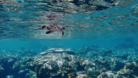 underwater tracking shot of swimming japanese baby turtle on water surface in the pacific ocean