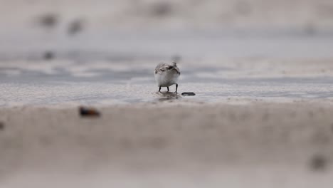 plover nevado en la orilla