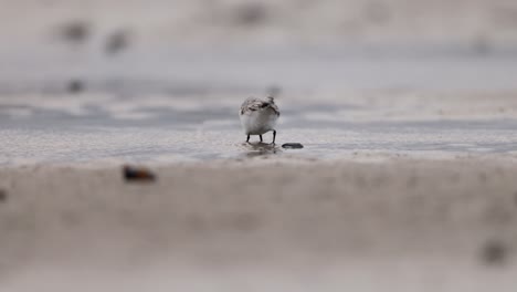 snowy plover on the shore