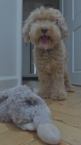 adorable toy poodle dog indoors relaxing in vertical