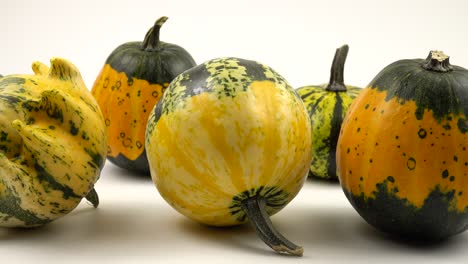 the yellow green little pumpkins lie on the table