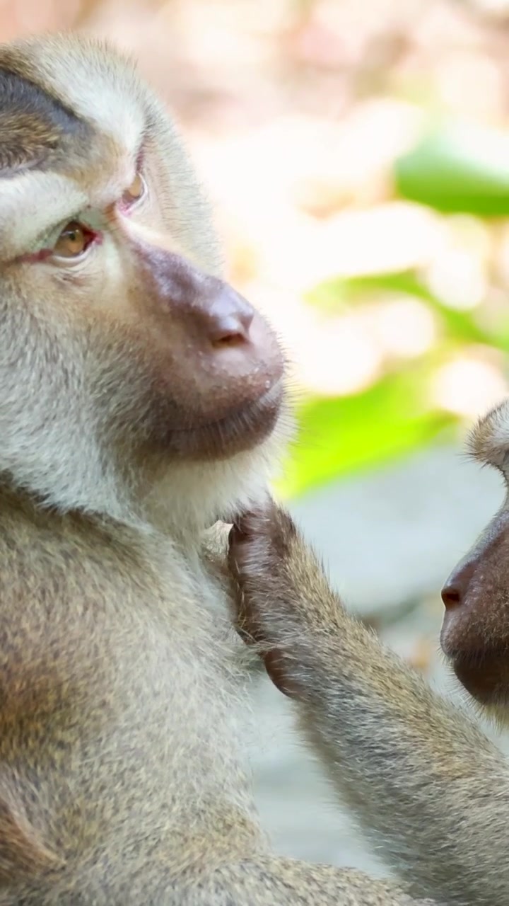 Due macachi si dedicano alla toelettatura sociale in una foresta tropicale luminosa e soleggiata.