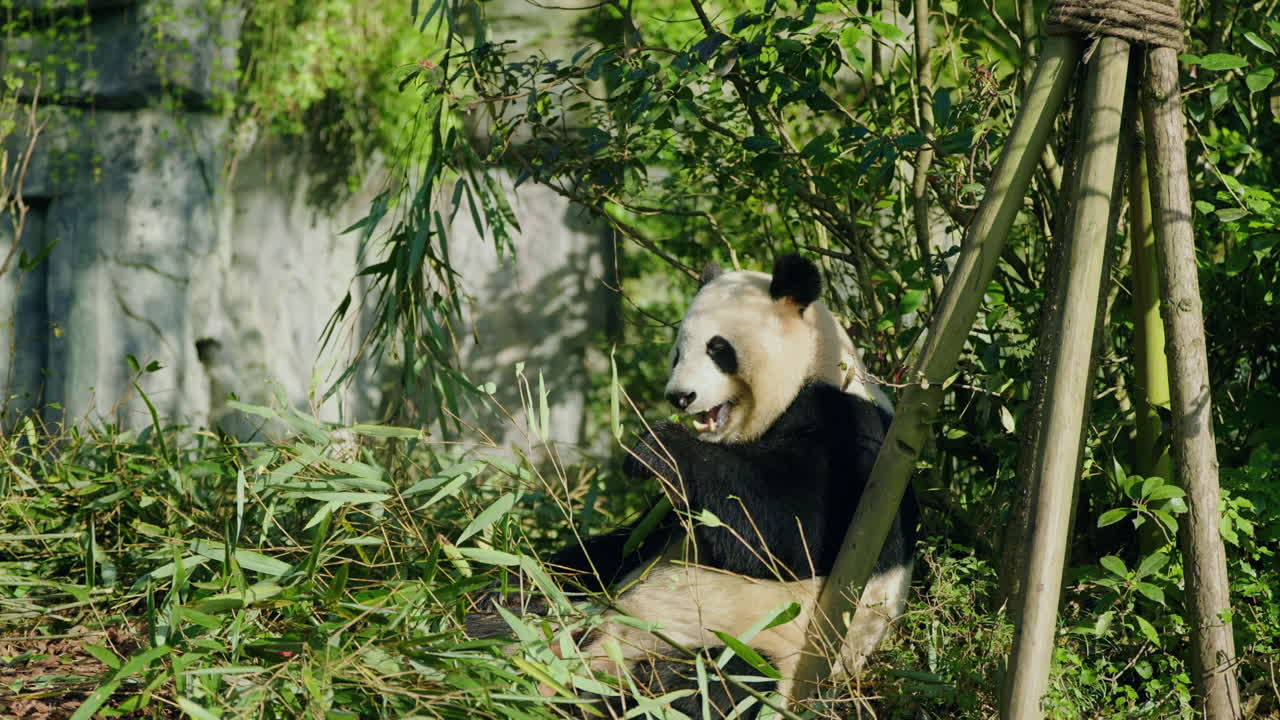 Panda velká sedí na zemi a jí bambus v rezervaci pand v Dujiangyanu v Čcheng-tu, Čína. – široký záběr