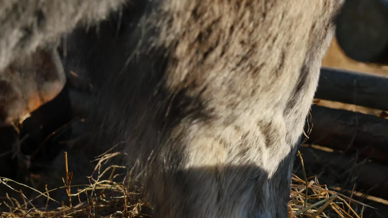 을 먹는 회색 말