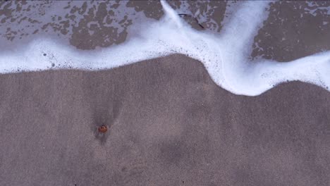 Seashell-on-beach-with-tide-coming-in