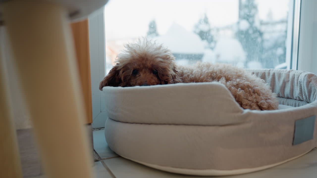 front view of dog relaxing in soft bed near glass window with snow falling outside and trees visible, cozy indoor setting, peaceful pet resting, serene winter scene in home environment