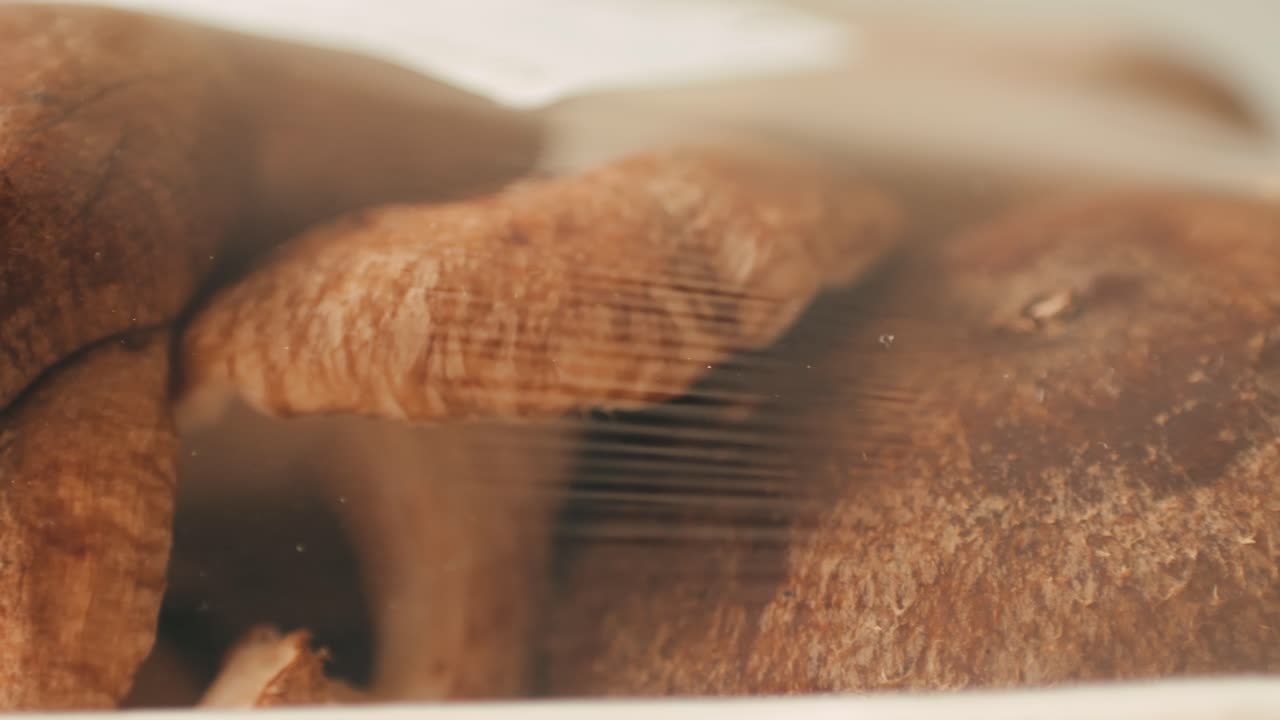 Funghi Shiitake in un contenitore