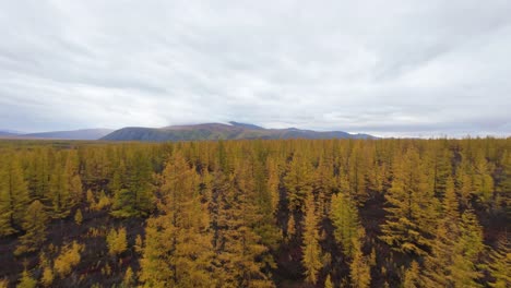 soar above a sprawling forest as autumn paints the landscape with warm colors