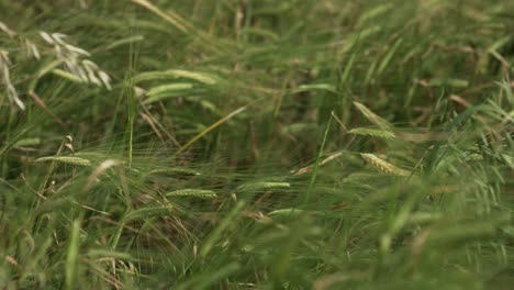 Mix-of-the-rye,-wheat-and-grass-at-the-farmers-field-in-summertime