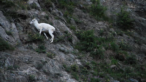 cabra montés come plantas en el lado de la montaña