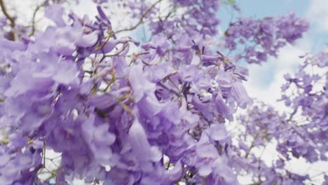 australia jacaranda trees blossom in newfarm park, queensland, australia