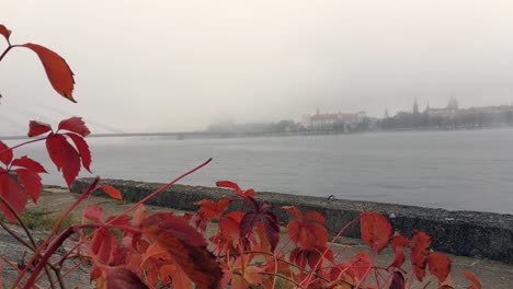 red leaves gently blowing in the breeze