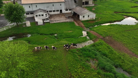 Cows-run-through-puddle-in-meadow