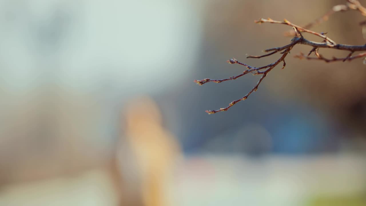 자신감 넘치는 젊은 여성이 거리를 고 있습니다. 이 있는 나무의 가지.