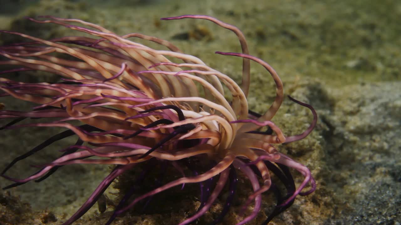 una anémona de mar de tubo de colores vibrantes excavada en el lecho marino balanceándose y moviéndose en la fuerte corriente oceánica