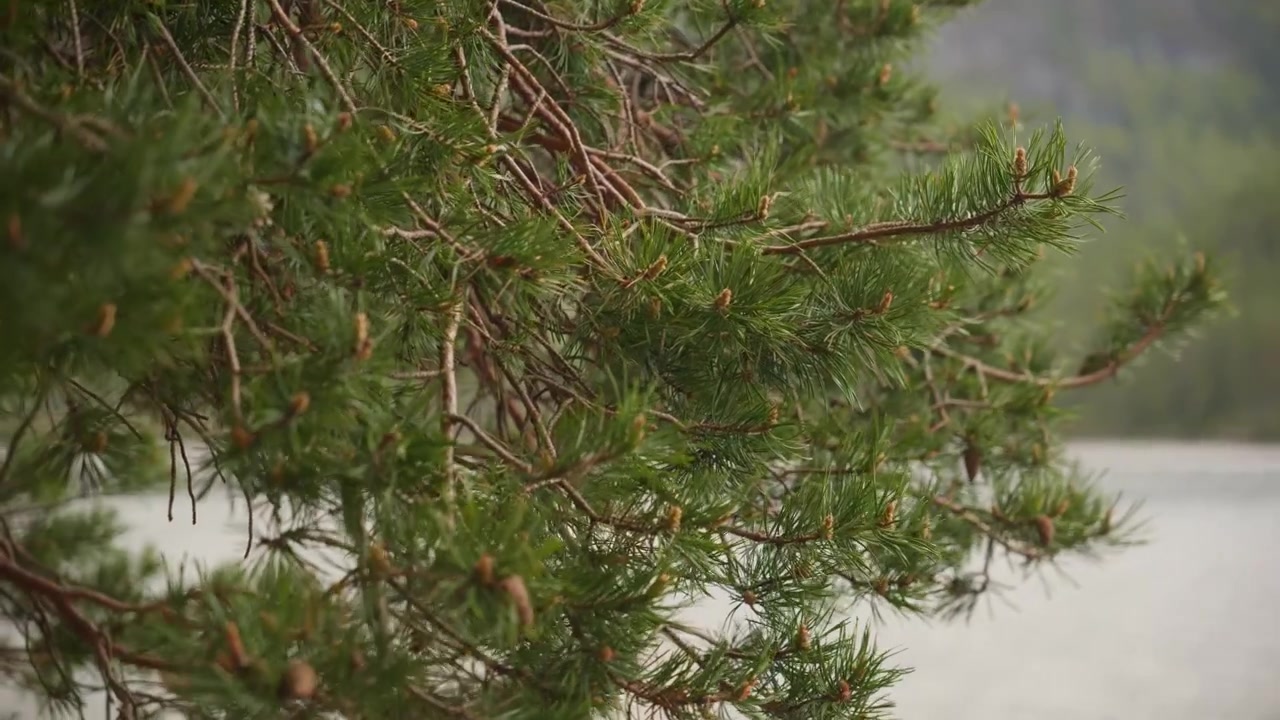Rami di pino si muovono dolcemente nella brezza vicino a un tranquillo lago norvegese. Adatto per documentari sulla natura o video di relax.
