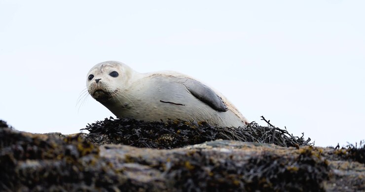 A solitary injured harbor seal moves carefully among dark coastal rocks at Halfway Rock while remaining alert