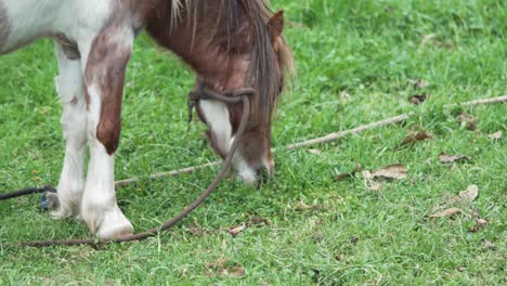 poni atado comiendo hierba en la granja