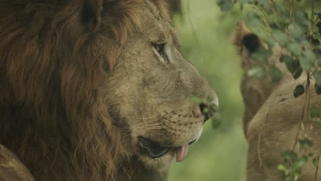 stunning male lion observes his pride