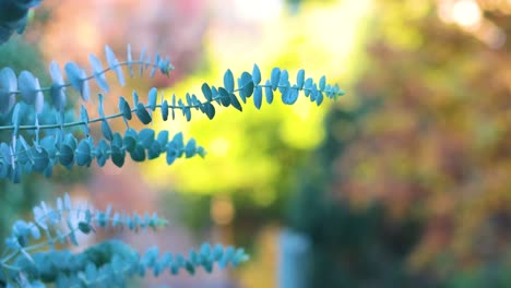 eucalyptus leaves swaying gently in the breeze